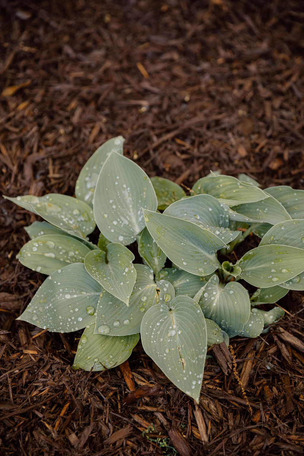 a new plant placed in the ground